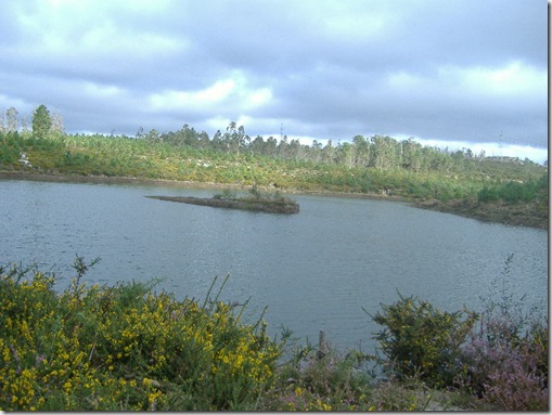 destrozos cereixo 016